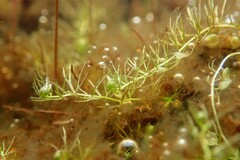 Utricularia ochroleuca