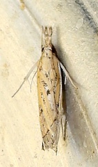 Fissicrambus quadrinotellus