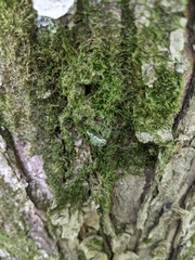 Telamona westcotti