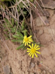 Crassothonna cacalioides