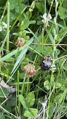 Bombus impatiens