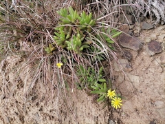 Crassothonna cacalioides