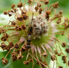 Megastigmus aculeatus