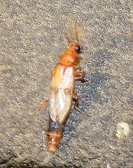 Distremocephalus texanus