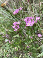 Centaurium littorale