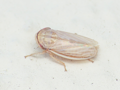 Athysanus argentarius