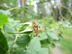 Megastigmus aculeatus