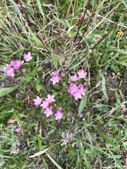 Centaurium littorale