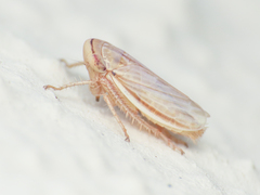 Athysanus argentarius