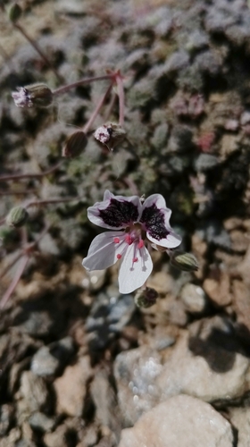 Erodium cheilanthifolium (Erodium cheilanthifolium)