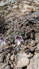 Erodium cheilanthifolium