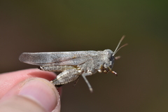 Oedipoda germanica meridionalis