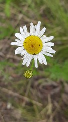 Tripleurospermum subpolare