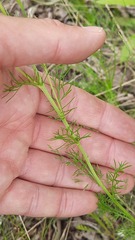 Tripleurospermum subpolare