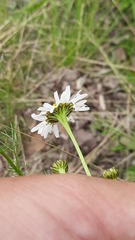 Tripleurospermum subpolare