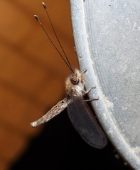 Ululodes macleayanus