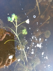 Ranunculus schmalhausenii