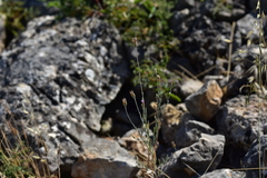 Xeranthemum cylindraceum