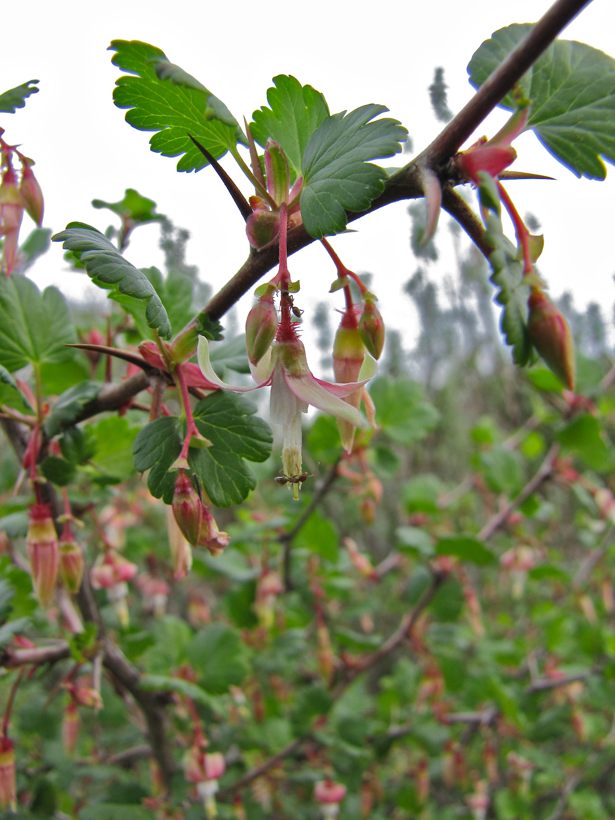 Ribes californicum