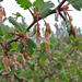 Ribes californicum - Photo (c) randomtruth, μερικά δικαιώματα διατηρούνται (CC BY-NC-SA)