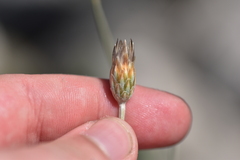 Xeranthemum cylindraceum