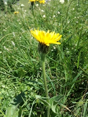 Hypochaeris uniflora