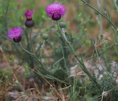 Carduus collinus
