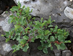 Frangula rupestris