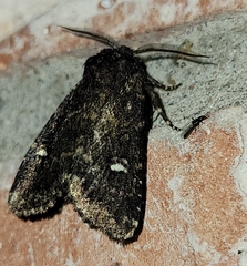 Hexorthodes inconspicua