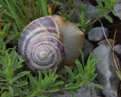 Helix secernenda