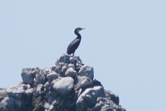 Phalacrocorax capillatus