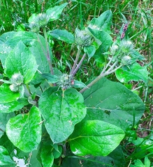 Arctium