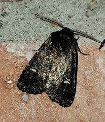 Hexorthodes inconspicua