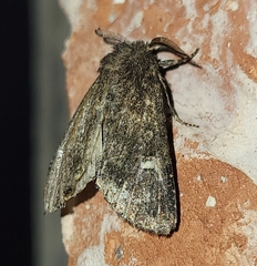 Hexorthodes inconspicua