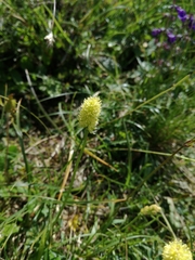 Tofieldia calyculata