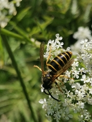 Dolichovespula