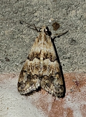 Noctueliopsis brunnealis