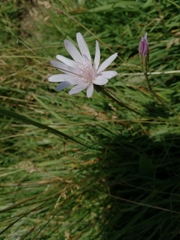 Scorzonera rosea