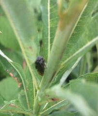 Centrotus