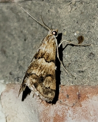 Noctueliopsis brunnealis
