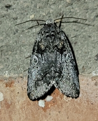 Aleptina inca