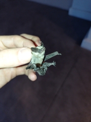 Parastrellus hesperus