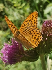 Argynnis paphia