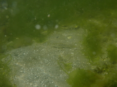 Leptocottus armatus
