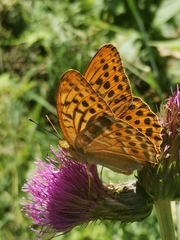 Argynnis paphia