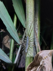 Thereuonema tuberculata