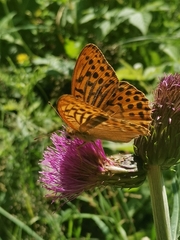 Argynnis paphia