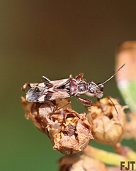 Neopamera bilobata