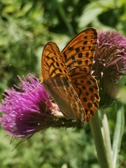 Argynnis paphia