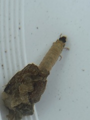Glossosoma